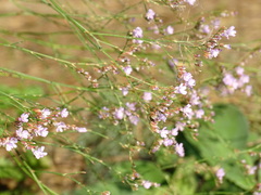 Limonium ramosissimum