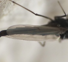 Orthocladiinae