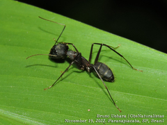 Camponotus lespesii