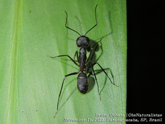 Camponotus lespesii