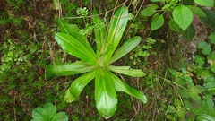 Gamochaeta americana