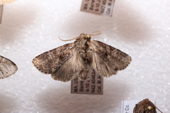 Eriopygini