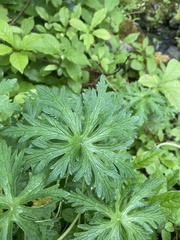 Geranium pratense