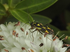 Grypocoris stysi