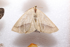 Euchlaena irraria