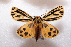 Apantesis virguncula