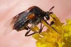 Ripiphorus