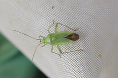 Calocoris affinis