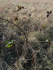 Rubus missouricus