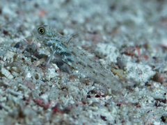 Fusigobius