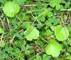 Hydrocotyle sibthorpioides