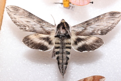 Sphinx poecila