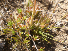 Crassula ciliata