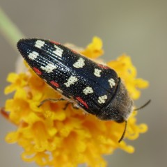 Acmaeodera gibbula
