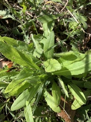 Grindelia adenodonta