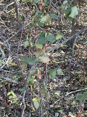 Rubus missouricus