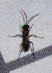 Agenioideus