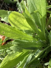 Grindelia adenodonta