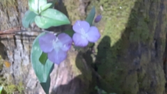 Tradescantia poelliae
