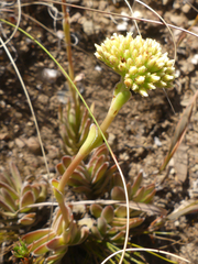 Crassula ciliata