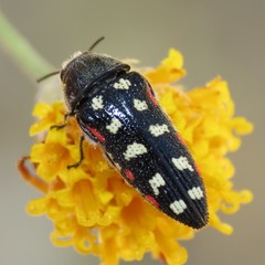 Acmaeodera gibbula