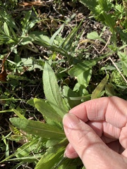 Grindelia adenodonta