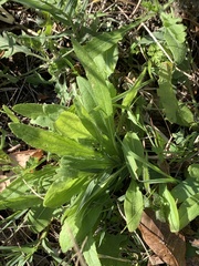 Grindelia adenodonta