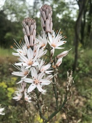 Asphodelus