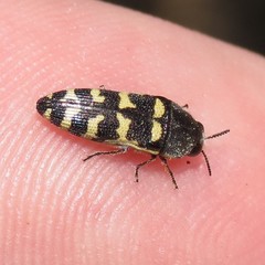 Acmaeodera alicia