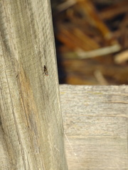 Ulidiidae