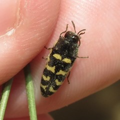 Acmaeodera alicia