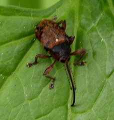 Curculio glandium