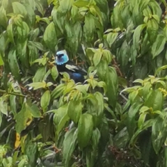 Stilpnia cyanicollis