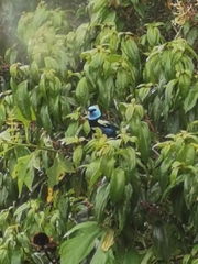 Stilpnia cyanicollis