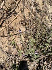 Verbena lasiostachys