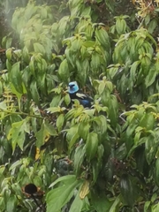 Stilpnia cyanicollis