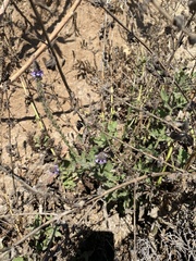 Verbena lasiostachys