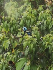 Stilpnia cyanicollis