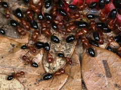 Camponotus discolor