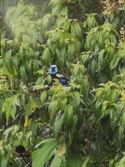 Stilpnia cyanicollis