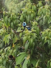 Stilpnia cyanicollis