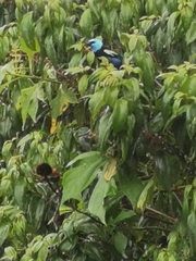 Stilpnia cyanicollis