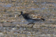 Calidris melanotos