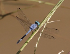 Micrathyria aequalis
