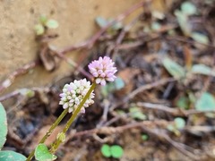 Persicaria capitata