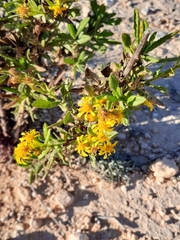 Dittrichia viscosa
