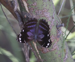 Myscelia cyananthe