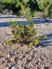 Dittrichia viscosa