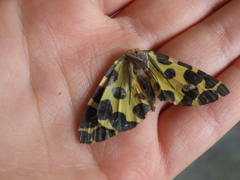 Pantherodes pardalaria