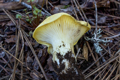 Cantharocybe gruberi